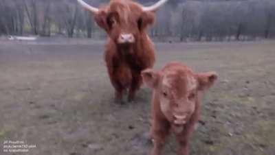 Friendly Highland cattle