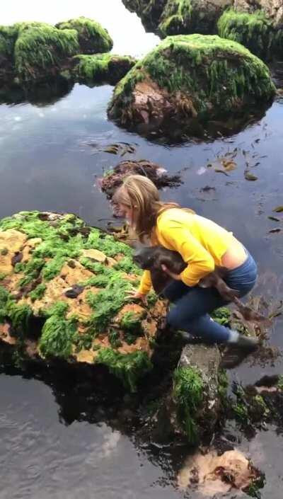 An 11 y.o. girl rescuing a stranded Draughtboard Shark that got wedged between two rocks at low tide.