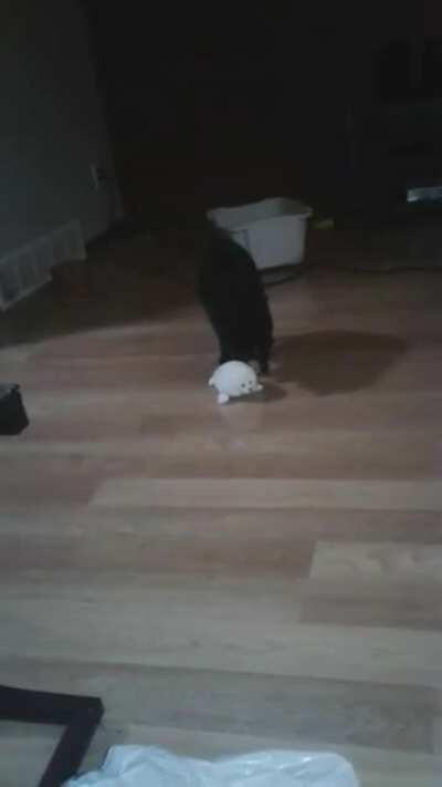 She never carries the seal in front of me, usually she carries it around upstairs while screaming or brings it to me while I'm asleep.