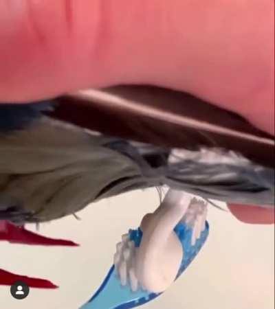 Thanks, I hate pigeon toothpaste