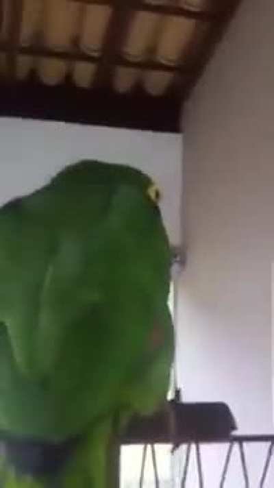 O time do galo é bom Louro?