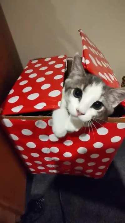 Not usually a cat video supporter, but this one of my cat is just to cute 😻