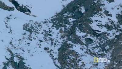 Rare Snow Leopard hunt captured through a 200-foot fall