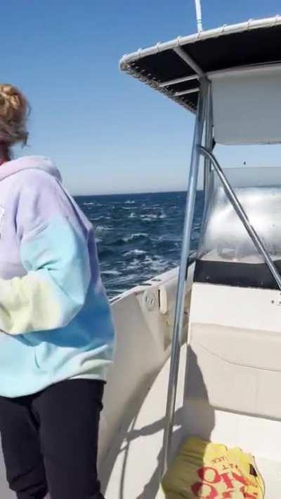 A huge pod of dolphins from yesterday and we are still smiling! Truly amazing experience!