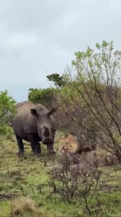 Looks like all a rhino needs to scare off the 'King of the Jungle' is some tippytaps
