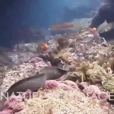 An Octopus riding an eel what else can I say