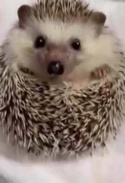 When the waiter brings food