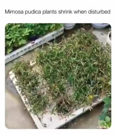 This is the video that comes to mind when I think of Roshar plants