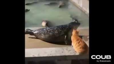 Get back in the water!