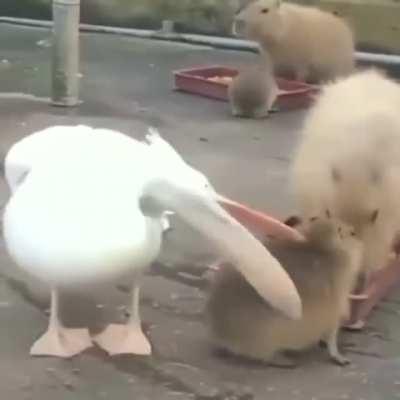 Be like this capybara and don't let external factors disturb you