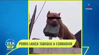 Los perros en Mujico están a otro nivel
