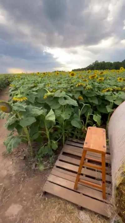 Sneaky blowjob in the sunflower fields 🌻