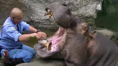 Hippos have self-sharpening teeth which are used for both chewing and combat. On average, hippos have 36 teeth; their molars do the hard work of grinding down the 40kg of plant material they consume each day. This hippo is getting a thorough dental hygien