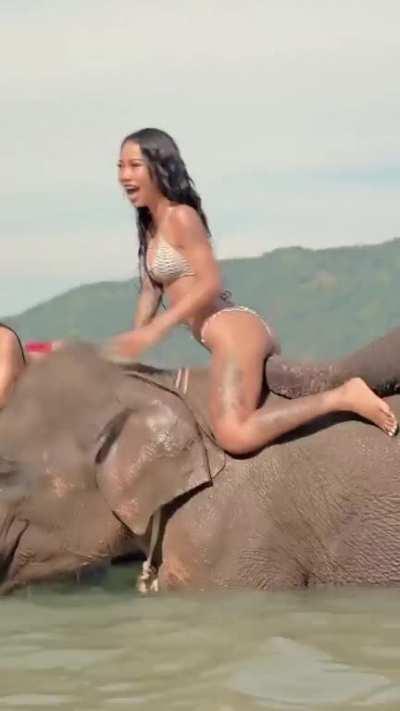 Elephant attack 