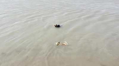 The wind blew my hat into the lake today. Finn the golden and Smokey the lab knew exactly what to do. (Chester the corgi not so much.)