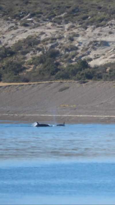 Orcas Hunting with Intentional Stranding