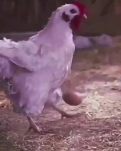 Galinha Profissional