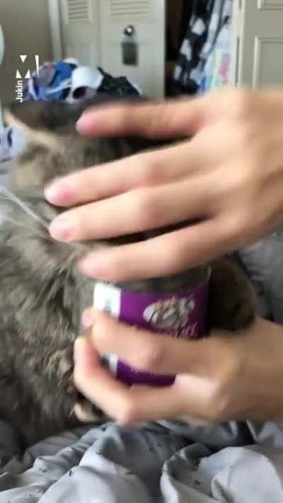 The most intense catnip experience