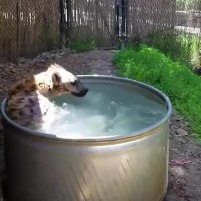 Tanzanian giggle hounds enjoying their bath