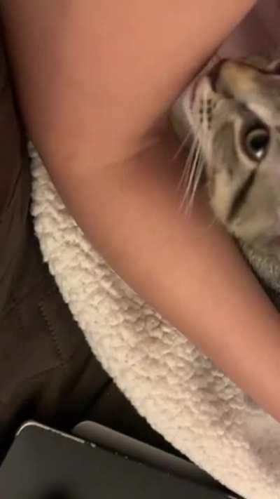 She groomed me for the first time in 2 weeks of being with us. Am I her bro now? :p