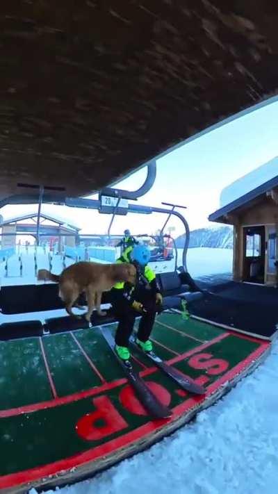Morning routine for Avalanche rescue dog