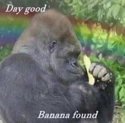 Gorilla happy he found banan