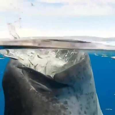 🔥 Whale Shark feeding process