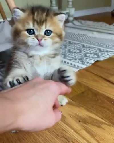 The cutest thing ever omg