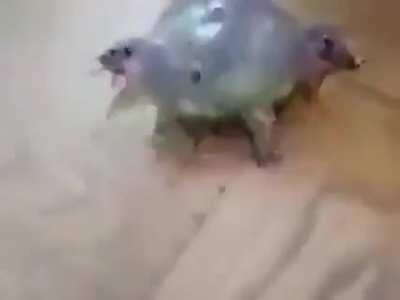 Bunu gruba kim attıysa onun ben ta amına koyim #3