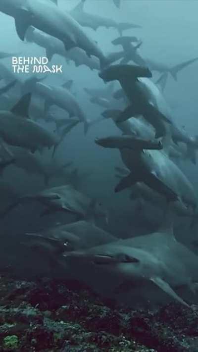 Hammerhead appreciation post