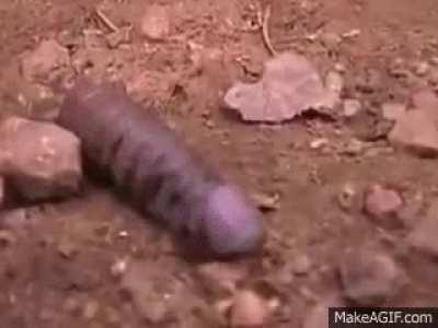 Please tell me what's name of that creature 