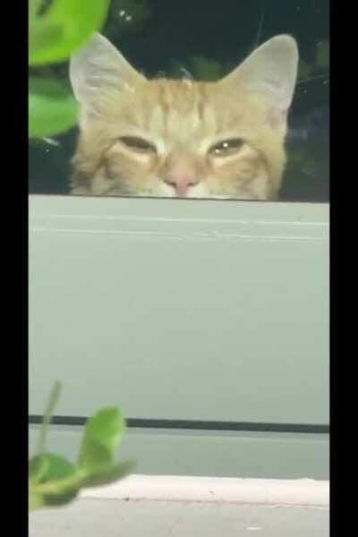 Agent Whiskers, you have been spotted! Abort mission and return immediately to the Cat Dimension!