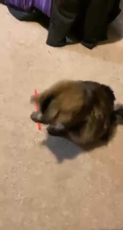 My sister’s cat, everyone.