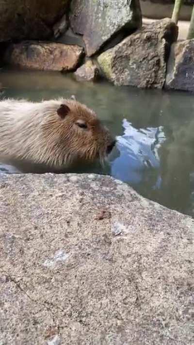 Capybaras enjoying a bath