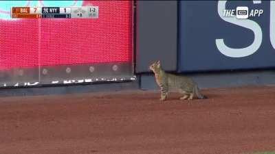 he is scared of the baseball