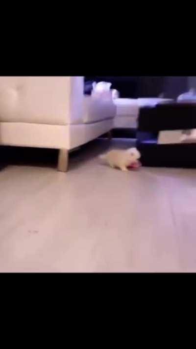 HUMAN DIS IS MINE NOW!