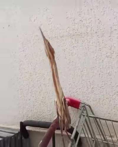 3D rendering unavailable