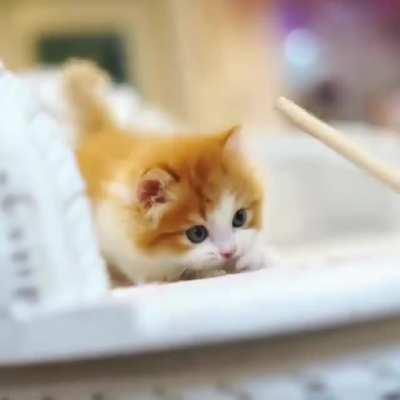 Smol cat slaps away the Elder Wand.