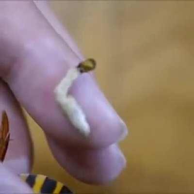 Thanks, I hate how a Strepsiptera (Parasite) is being removed from a Wasp