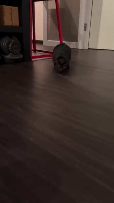 There is always two types of cats.