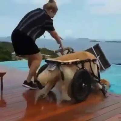 Doggo chaos is best chaos