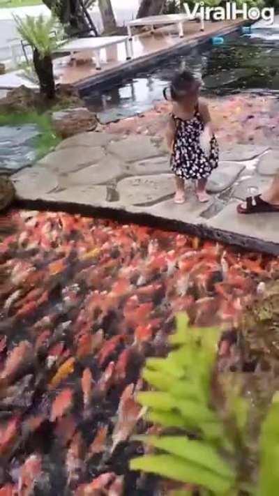 A great view of koi feeding in Thailand.