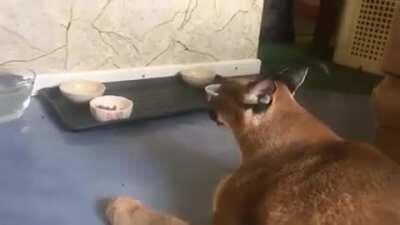 floppa with halflife SFX