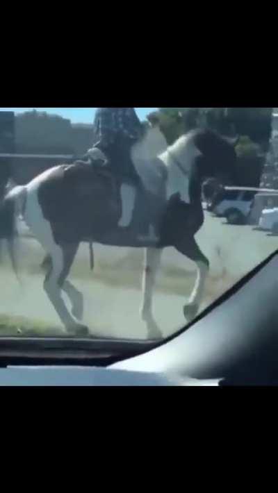 Horse dancing 