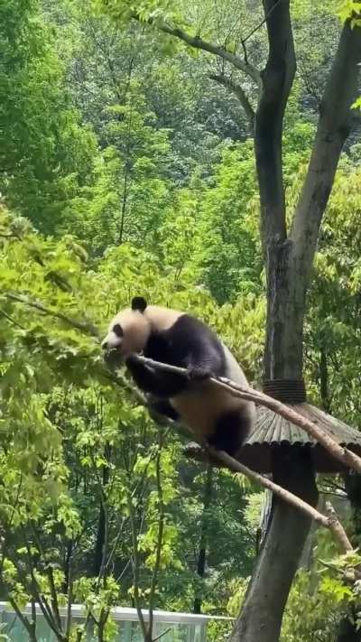 How these guys survive in the wild is anyone's guess... 🐼