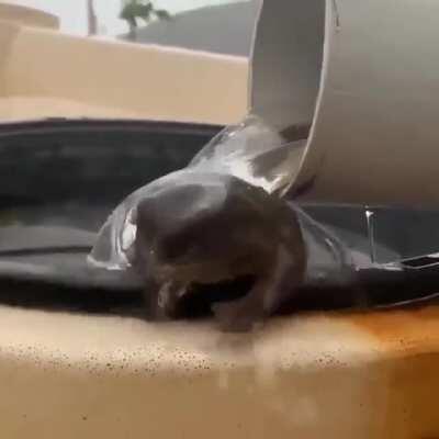 Froggo enjoys water while listening to lake theme...