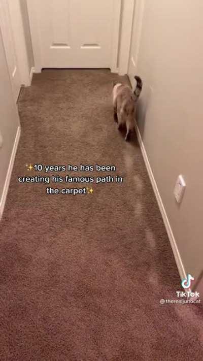 Kitty has his own desire path