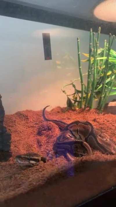 Did you know snakes fart like humans