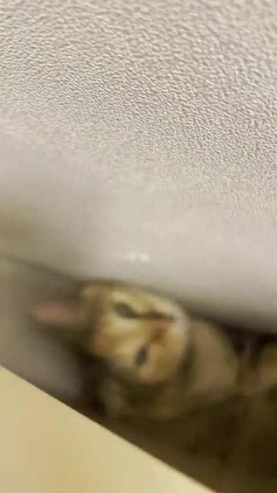 noises from behind the bed