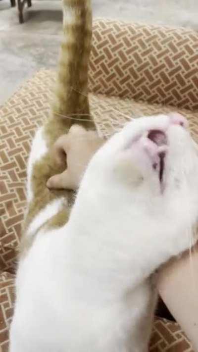 When those scritches hit just right (volume on!)